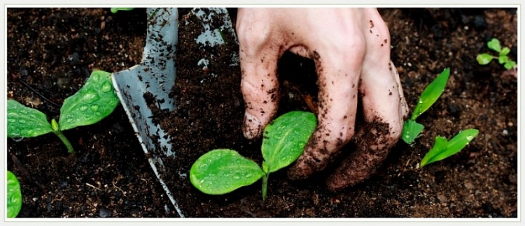 как можно повысить плодородие почвы